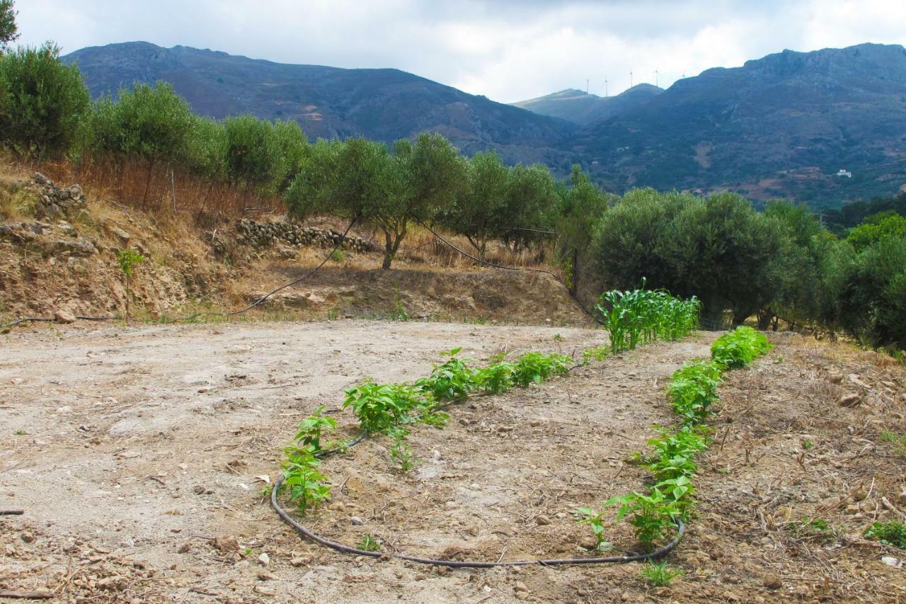 Petrakis Cretan Homes Kíssamos Exterior foto
